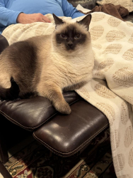 Lost Male Cat last seen Purus and Serprenteer in Riverwalk, Porter, TX 77365