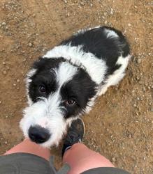 Shelter Stray Female Dog last seen , 22415 Groesbeck Hwy, Warren, MI 48089, USA