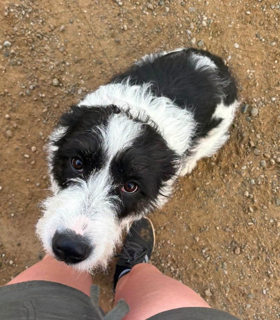 Shelter Stray Female Dog last seen , 22415 Groesbeck Hwy, Warren, MI 48089, USA
