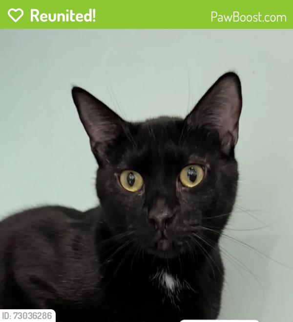 Reunited Male Cat last seen The parking lot entrance between 823 and 817 St John's place, Brooklyn, NY 11216