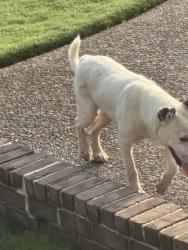 Found/Stray Male Dog last seen Cherry road and Bragg, Bragg Dr, TN 38028