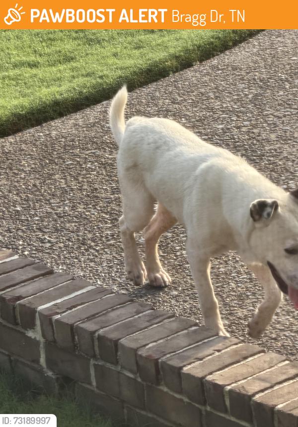 Found/Stray Male Dog last seen Cherry road and Bragg, Bragg Dr, TN 38028