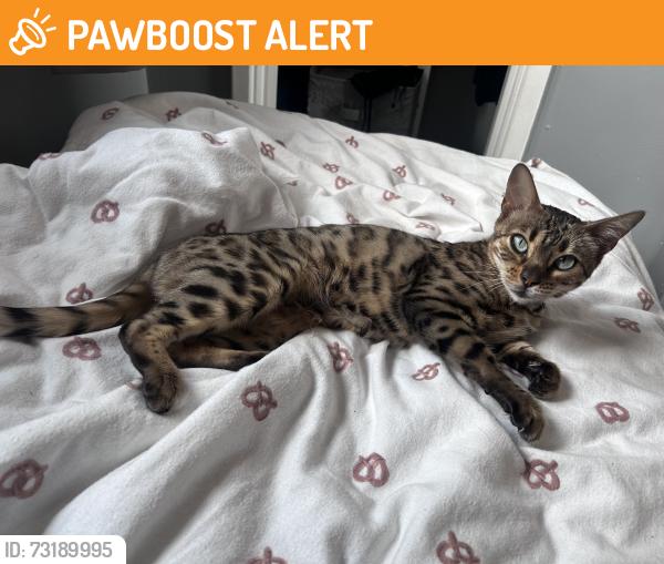 Found/Stray Female Cat last seen Birmingham, West Midlands, England B23