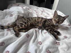 Found/Stray Female Cat last seen Birmingham, West Midlands, England B23