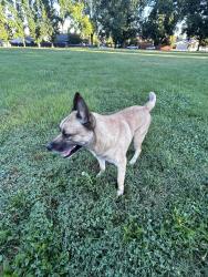 Found/Stray Male Dog last seen Premier Way and Huntsman Drive, Rosemont, CA 95826