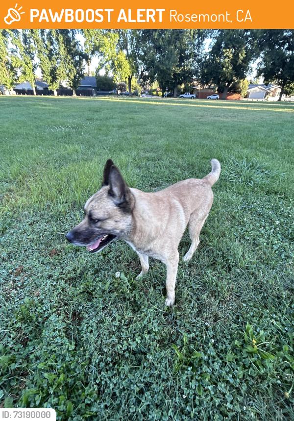 Found/Stray Male Dog last seen Premier Way and Huntsman Drive, Rosemont, CA 95826