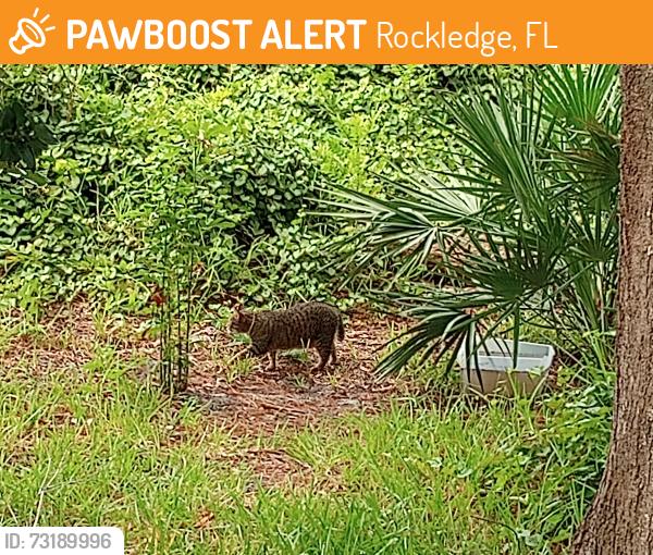 Found/Stray Unknown Cat last seen Gus Hipp, Rockledge, FL 32955
