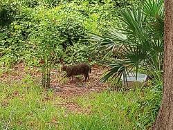 Found/Stray Unknown Cat last seen Gus Hipp, Rockledge, FL 32955