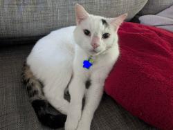 Reunited Male Cat last seen Near Pierce Street, Hollywood, Florida, Hollywood, FL 33020