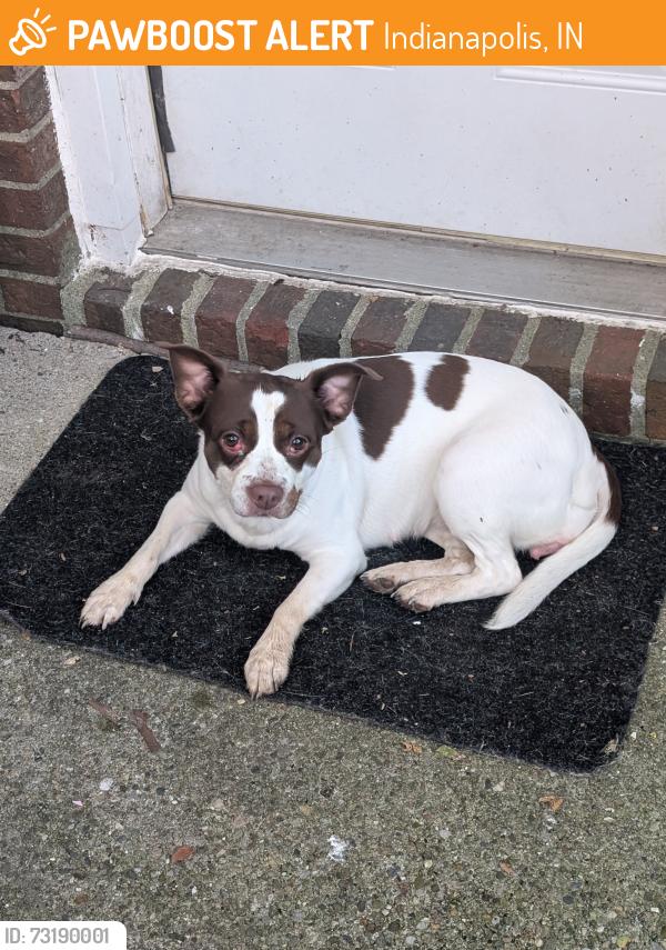 Found/Stray Female Dog last seen Danford and Crystal Bay Dr E, Indianapolis, IN 46260