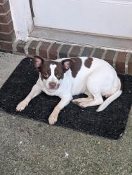 Found/Stray Female Dog last seen Danford and Crystal Bay Dr E, Indianapolis, IN 46260