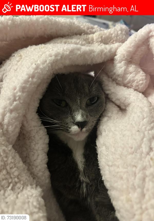 Lost Female Cat last seen Chalkville elementary, Birmingham, AL 35215