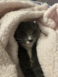 Lost Female Cat last seen Chalkville elementary, Birmingham, AL 35215