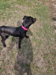 Found/Stray Female Dog last seen Farrar Dairy and Darroch Rd, Lillington, NC 27546