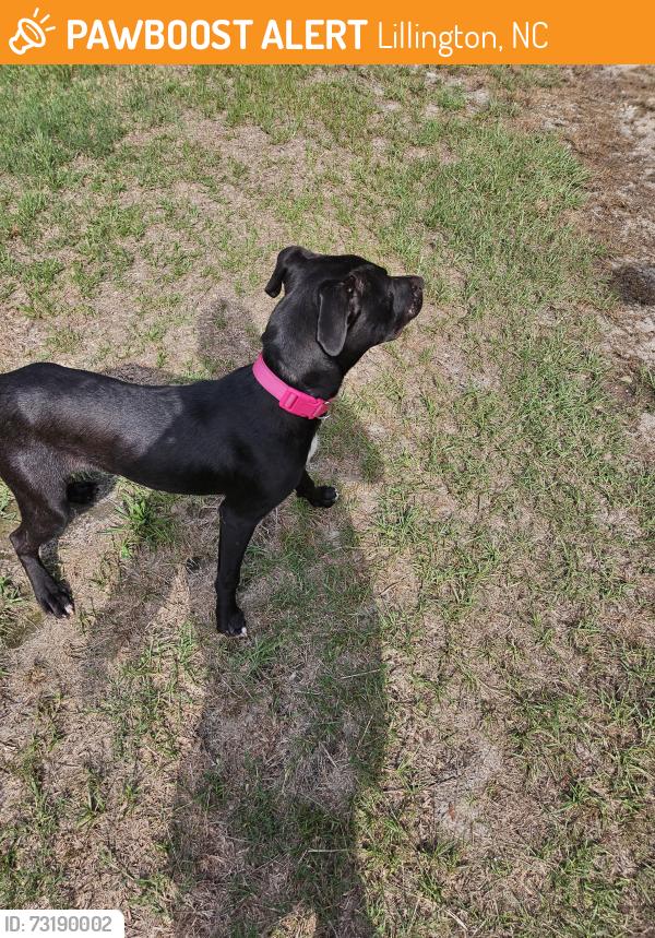 Found/Stray Female Dog last seen Farrar Dairy and Darroch Rd, Lillington, NC 27546
