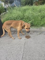 Found/Stray Male Dog last seen Ek church area, San Antonio, TX 78201