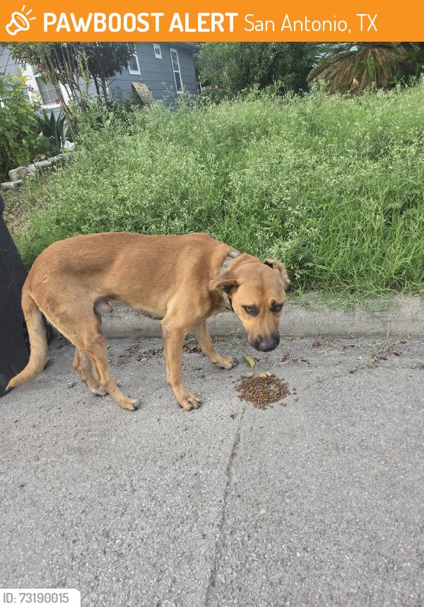 Found/Stray Male Dog last seen Ek church area, San Antonio, TX 78201