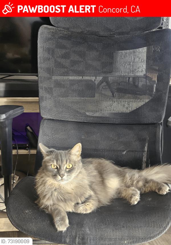 Lost Female Cat last seen Pine meadows apmts,, Concord, CA 94520