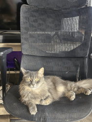 Lost Female Cat last seen Pine meadows apmts,, Concord, CA 94520