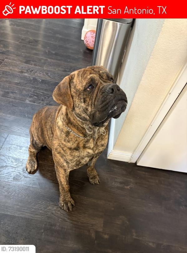 Lost Male Dog last seen willowbrook /Hillcrest, San Antonio, TX 78228