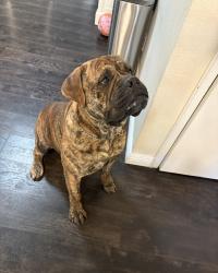 Lost Male Dog last seen willowbrook /Hillcrest, San Antonio, TX 78228