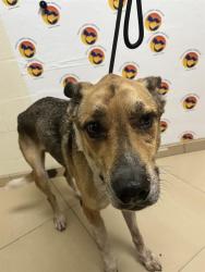 Shelter Stray Male Dog last seen MADISON ST & SR 54, 19640 Dogpatch Ln, Land O' Lakes, FL 34638, USA