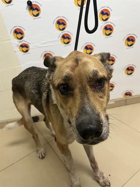 Shelter Stray Male Dog last seen MADISON ST & SR 54, 19640 Dogpatch Ln, Land O' Lakes, FL 34638, USA