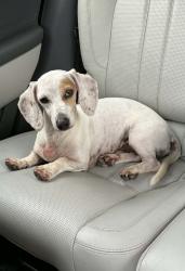 Reunited Male Dog last seen Tombfield Rd, Kershaw County, SC 29020