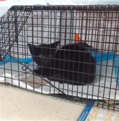 Shelter Stray Female Cat last seen Near BLOCK SOUTH 12TH STREET, 3528 Newburg Rd, Louisville, KY 40218, USA