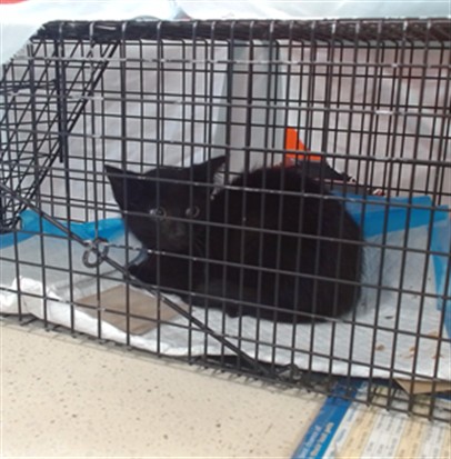 Shelter Stray Female Cat last seen Near BLOCK SOUTH 12TH STREET, 3528 Newburg Rd, Louisville, KY 40218, USA