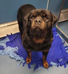 Shelter Stray Male Dog last seen Near BLOCK W CHICAGO ST, DETROIT MI 48239, 7401 Chrysler Dr, Detroit, MI 48211, USA