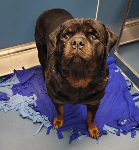 Shelter Stray Male Dog last seen Near BLOCK W CHICAGO ST, DETROIT MI 48239, 7401 Chrysler Dr, Detroit, MI 48211, USA