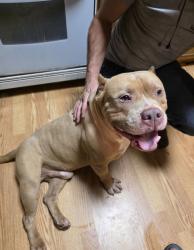 Reunited Male Dog last seen Leight st & Sprague st, Winston-Salem, NC 27107