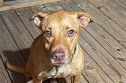 Shelter Stray Male Dog last seen STATE ROAD 33 / PINE ISLAND RD GROVELAND 34736, 12280 County Rd 448, Tavares, FL 32778, USA
