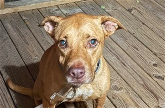 Shelter Stray Male Dog last seen STATE ROAD 33 / PINE ISLAND RD GROVELAND 34736, 12280 County Rd 448, Tavares, FL 32778, USA