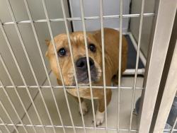 Shelter Stray Female Dog last seen Near BLOCK W CUSTER AVE, 3839 W Burnham St, West Milwaukee, WI 53215, USA