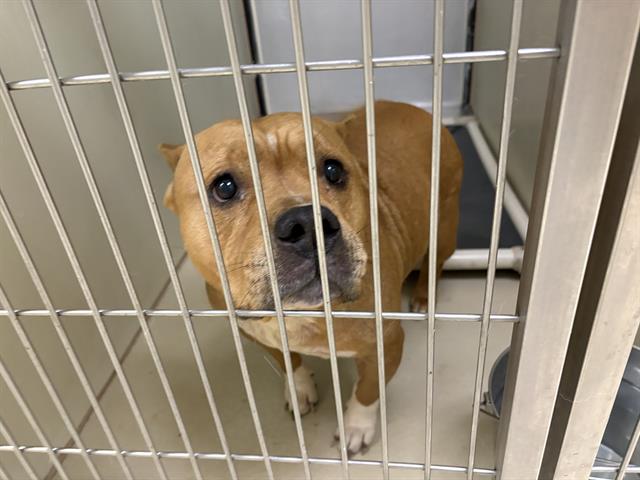 Shelter Stray Female Dog last seen Near BLOCK W CUSTER AVE, 3839 W Burnham St, West Milwaukee, WI 53215, USA