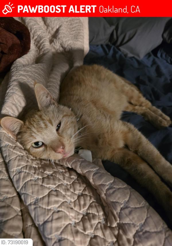 Lost Male Cat last seen 73rd Ave, 71st Ave, Weld St, Oakland, CA 94621