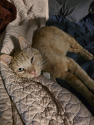 Lost Male Cat last seen 73rd Ave, 71st Ave, Weld St, Oakland, CA 94621