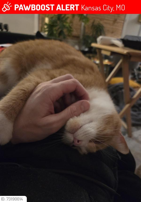 Lost Female Cat last seen Santa Fe Hills, Kansas City, MO 64114
