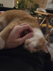 Lost Female Cat last seen Santa Fe Hills, Kansas City, MO 64114