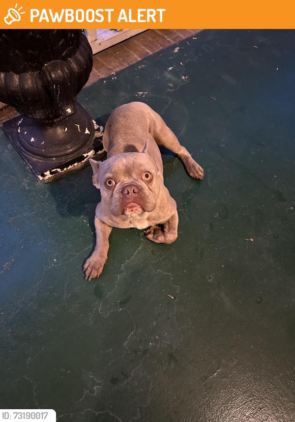 Found/Stray Unknown Dog last seen Muddy Springs and Cool Springs Road, Lexington County, SC 29073