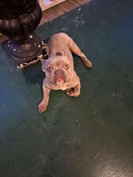 Found/Stray Unknown Dog last seen Muddy Springs and Cool Springs Road, Lexington County, SC 29073