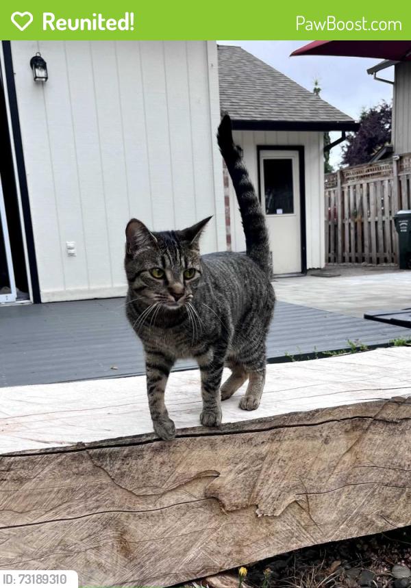 Reunited Female Cat last seen NW 208th Ave, Portland, OR 97229