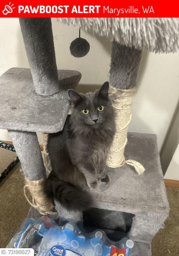 Lost Female Cat last seen Near State Ave marysville, Marysville, WA 98271