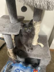 Lost Female Cat last seen Near State Ave marysville, Marysville, WA 98271