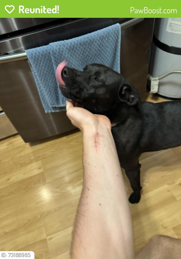 Reunited Female Dog last seen 200E 2800 S, South Salt Lake, UT 84115