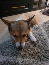 Reunited Male Dog last seen 18th and 59th, Fort Lauderdale, FL 33308