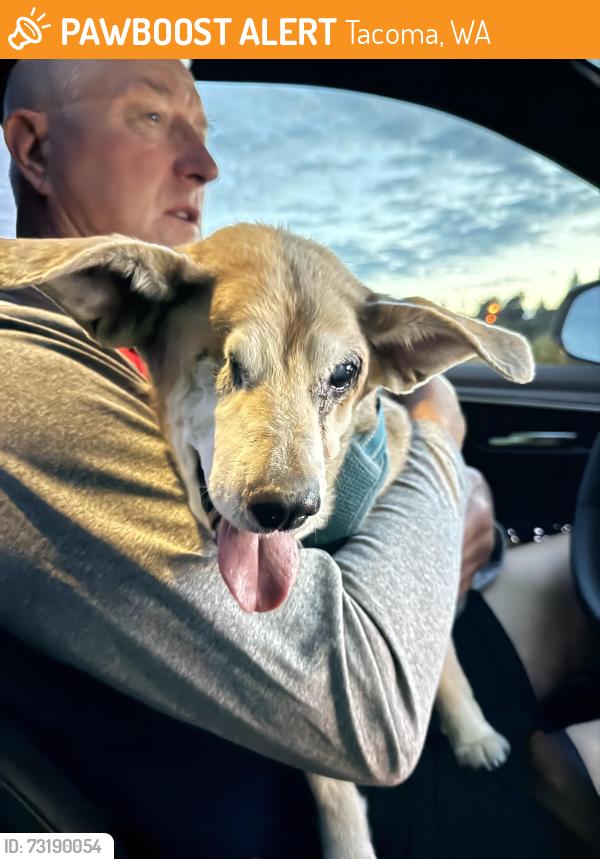 Found/Stray Female Dog last seen Jackson Ave and Hwy 16, Tacoma, WA 98465