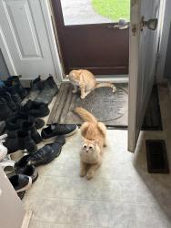 Reunited Male Cat last seen Dalhousie Dr, London, ON N6K 2Y1